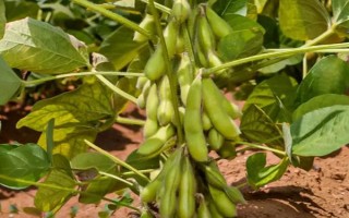 中黄204大豆品种的特性,适宜播期为6月上中旬