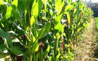 辽单39号玉米种子特征特性,种植密度保苗3500株/亩