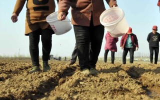 临单23玉米种子简介，4月下旬至5月上旬播种