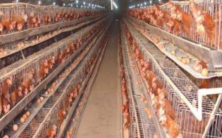 冬季蛋鸡饲养注意事项，这四点尤其重要