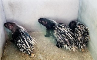 养殖豪猪的优势,其抗病能力强且劳力投入少