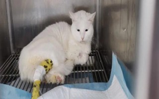 猫得了猫瘟后如何紧急治疗，主要注射猫瘟单克隆抗体和猫干扰素