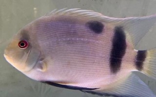 黑云鱼的养殖方法，水温尽量不要低于25℃