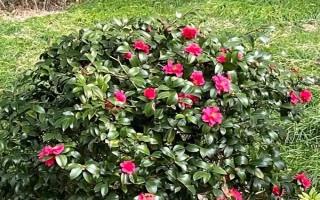 对植物使用硫酸亚铁的作用，能起到调节酸碱度、补充营养等效果