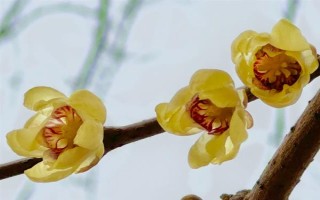 蜡梅的开花时间,11月中旬到第二年3月开花