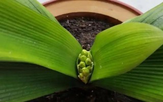 如何判断君子兰是否缺肥，缺磷时会出现花色暗淡、开花不良等情况