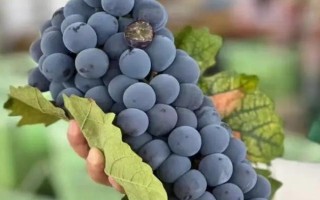 早熟的葡萄品种，常见的有夏日阳光、夏黑等