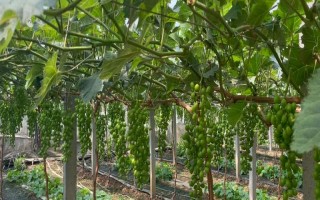 大棚葡萄如何追肥，首先要做好根部追肥