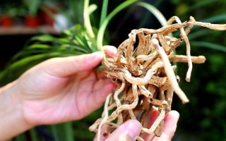 兰花的养殖要点，每年都需要换盆一次