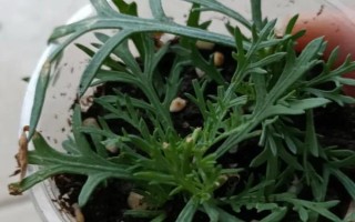 矮牵牛如何摘心，春季或秋季摘心为佳