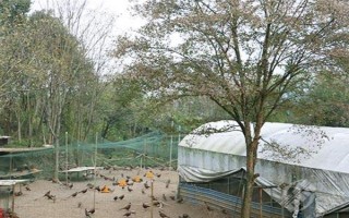 养野鸡所需手续，取得《野生动物驯养繁殖许可证》、《野生动物经营许可证》才能销售和运输