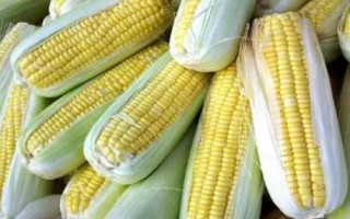 梦玉89玉米种简介,每亩追施尿素15-20千克