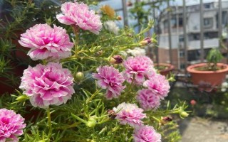 怎么养芙蓉花,夏季需要做好遮阴措施