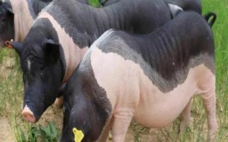 母猪为什么产仔少，可能是自身的繁殖能力较差