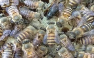 怎样介王最容易成功,在晚上介王时蜂群比较容易接受