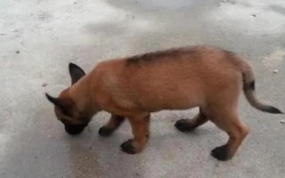 马犬怎么饲养,不同年龄阶段的饲养方法不同