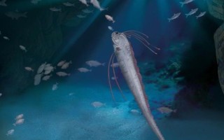 带鱼吃什么，养殖的带鱼爱吃动物饲料