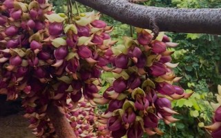 禾雀花的花语是什么，寓意欢快、快乐、坚韧顽强等