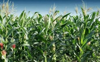 H618玉米种子特征特性,密度4000株/亩左右