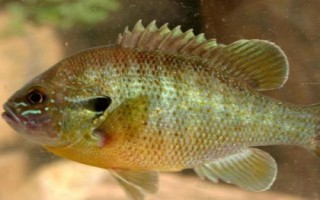 白刺盖太阳鱼的原产地，原产于墨西哥及美国北部地区