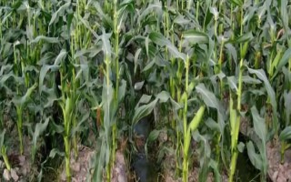 雷奥555玉米种子特点,应选择肥力较好的地块种植