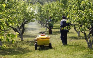 硫酸亚铁的使用方法，每隔10天左右喷施一次