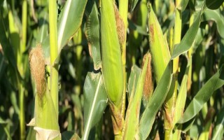 吉农玉72玉米种子特点,4月下旬至5月上旬播种