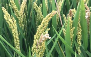 泰优6365水稻种子特点，全生育期138～170天