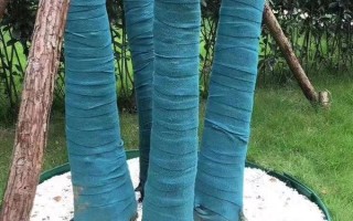 公园里面有哪些常见树，常见的有香樟、雪松等