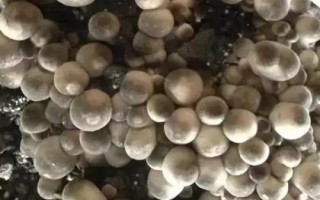 草菇种植技术,栽培季节根据温度和当地气温情况而定