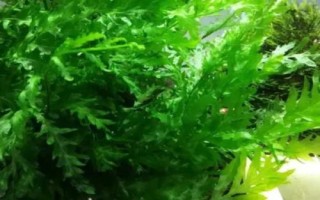 凤尾蕨水草好不好养，抗逆性强比较容易养护