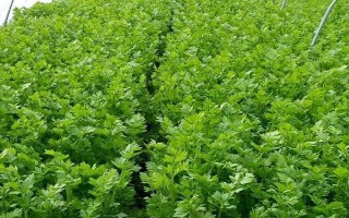 芹菜的种植方法，一年四季都可以种植