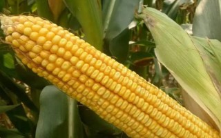 百玉1号玉米品种简介,每亩密度4000株