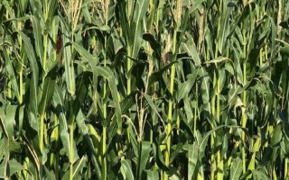 大玉糯2号玉米种子简介