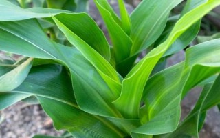 香满玉甜糯(区试名称:嘉甜糯1号)玉米种简介