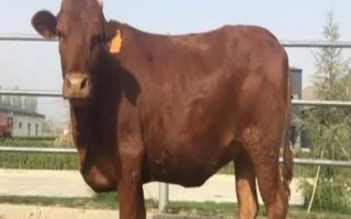 秦川牛的养殖技术，刚买回来的牛一定要全面检查