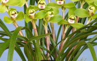 兰花的养殖要点，每年都需要换盆一次