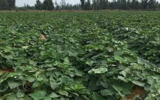 种红薯用什么肥料能变大变甜，肥料类型取决于生长时期