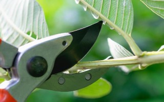 九月菊如何养殖，在生长期间需要充足的光照