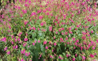 花烟草的花期，在每年的4-10月份的时候开花