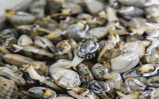 花甲的品种,常见的有花蛤、毛蛤、文蛤等