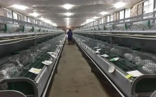 兔舍如何保温防寒,母兔繁殖舍应建立保温室