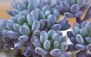 蓝豆多肉如何度夏，把它放在有散射光处养护