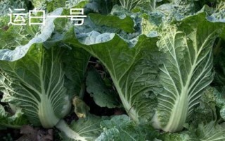 白菜亩产多少,生长周期为55天左右