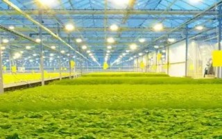 温室大棚蔬菜冬季浇水注意事项，要坚持做到膜下暗灌