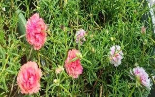 太阳花不开花的原因,可能是光照不足或缺少肥料所致