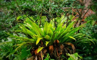 鸟巢蕨有哪些主要品种，有湾鸟巢蕨、羽叶鸟巢蕨等