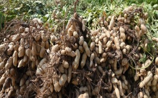 七彩花生的种植技术，一般在春季温稳定在12℃时即可播种