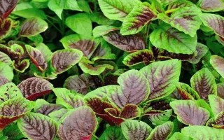 狗狗补钙适合吃什么，羊奶粉、虾米、小鱼干等食物是适宜选择