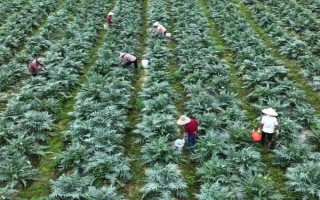 洋蓟如何种植,定植时控制好株距行距